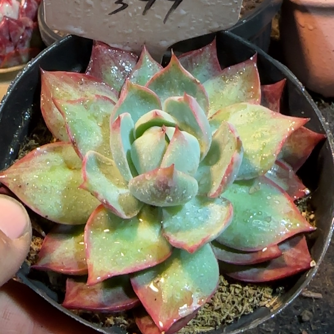 惊鸿一物一拍包装收缩花旱399