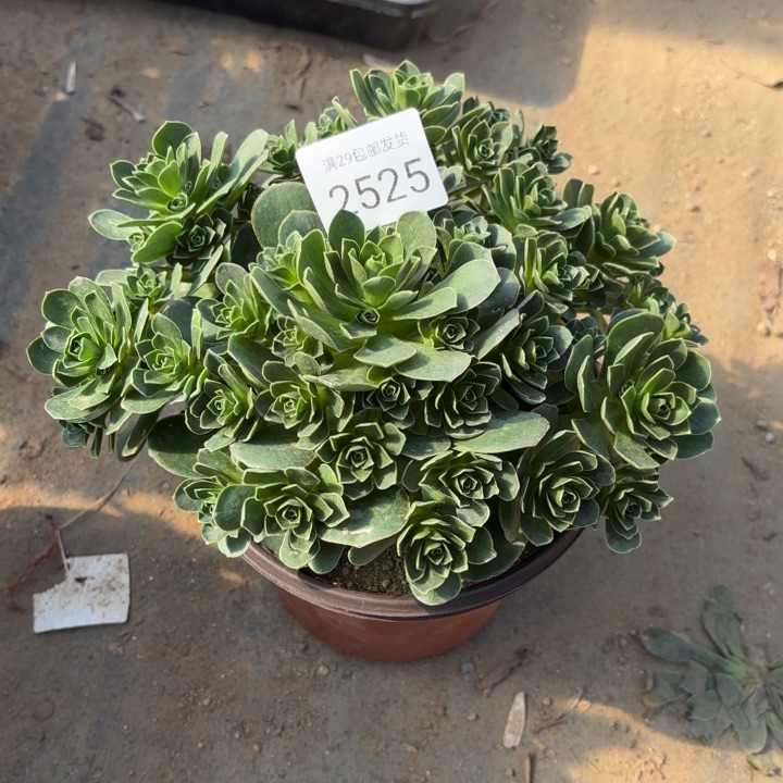 树玫瑰多肉法师2525