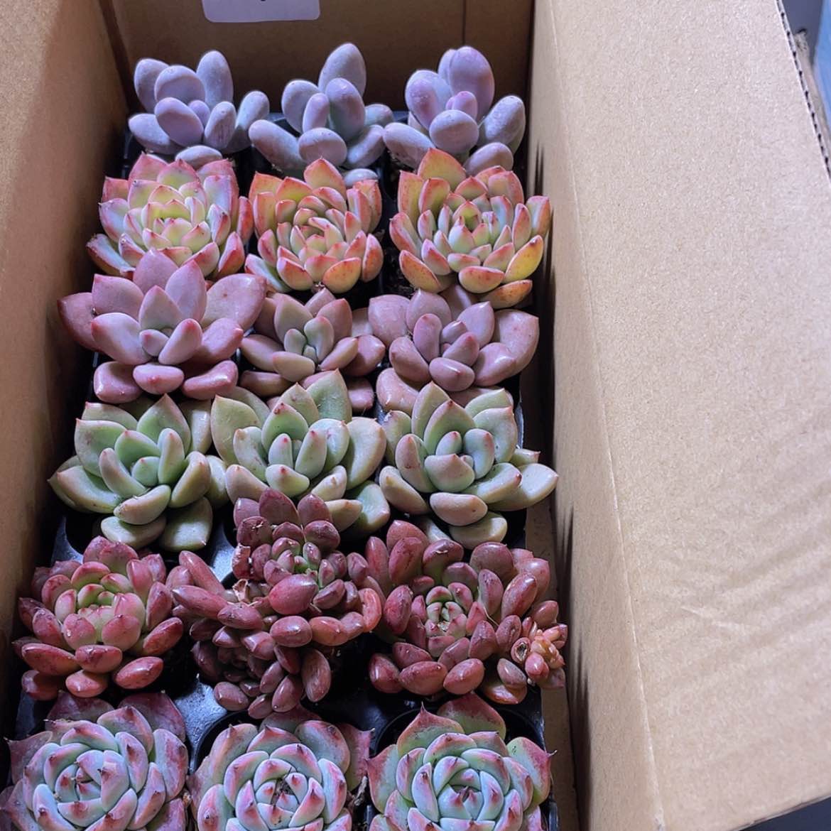 【闪购商品】18颗-152