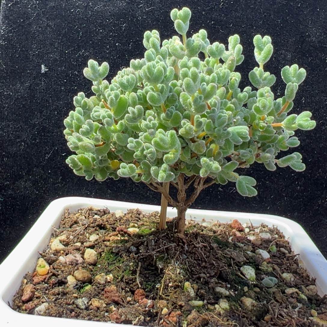 dy081实生莱斯直杆三叉大树型