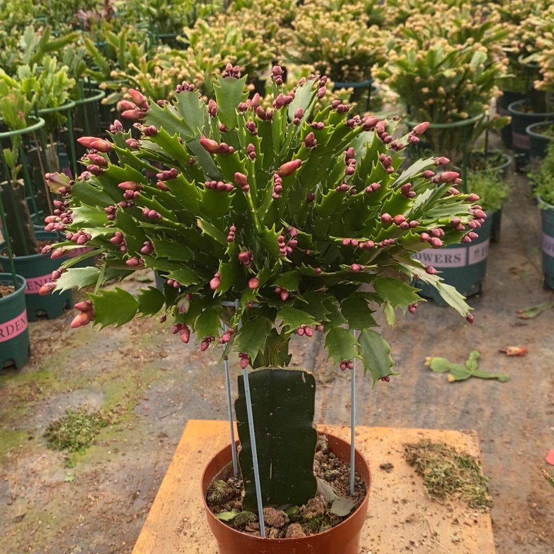 专***房当前无花朵，栽培后可花朵115加勒比