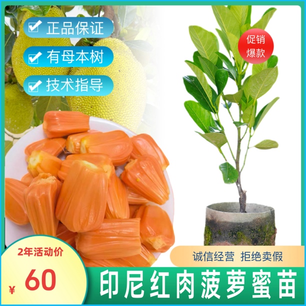 印尼红肉菠萝蜜苗，干包脆甜 香浓榴莲香味，四季结果，菠萝蜜果树苗