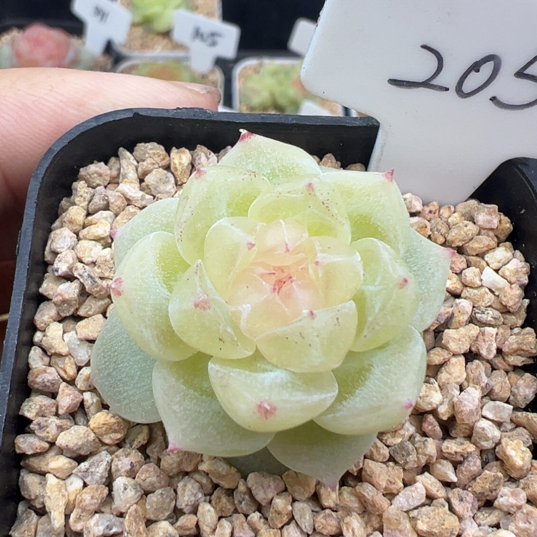 205号财富密码8888