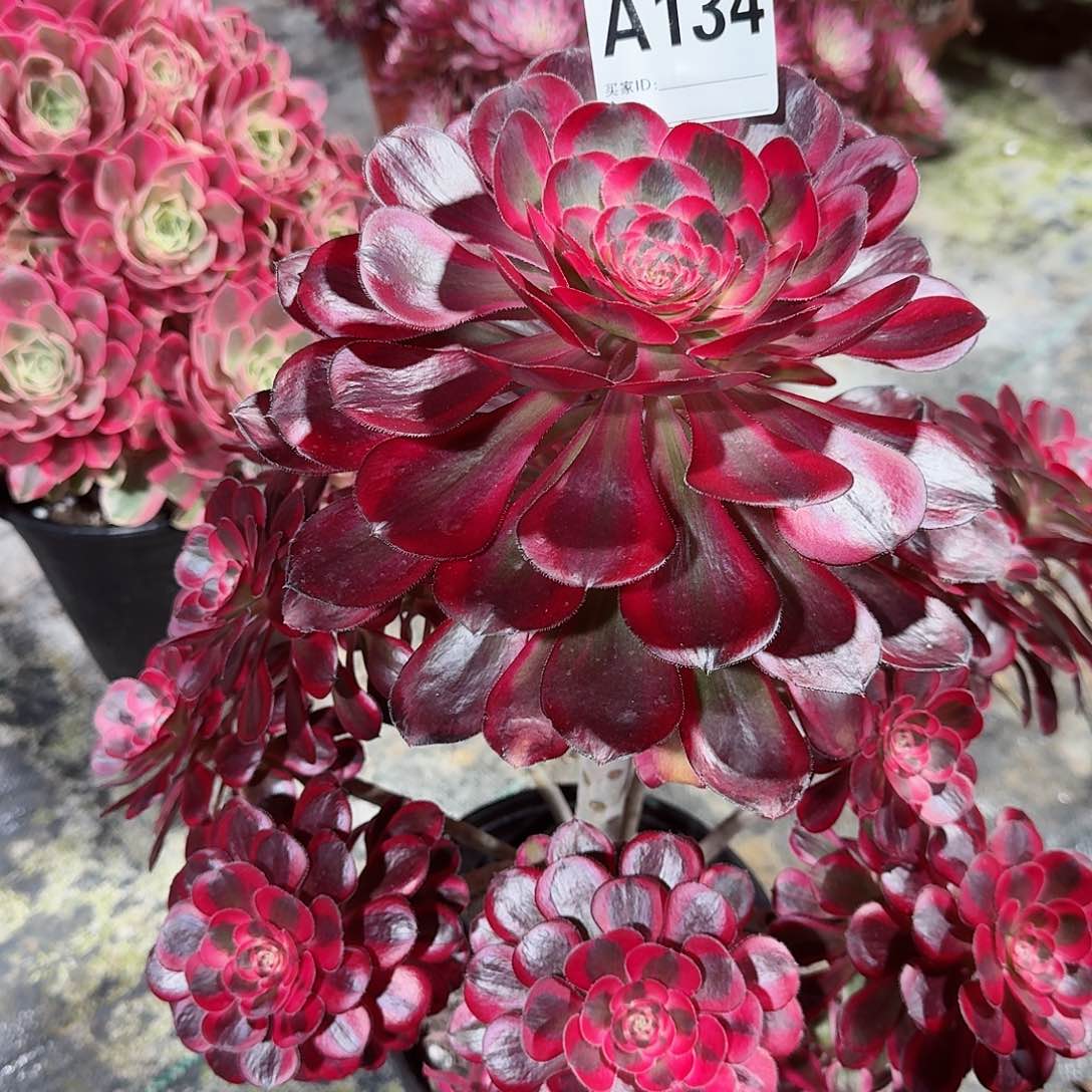 丽娜法师老桩子134