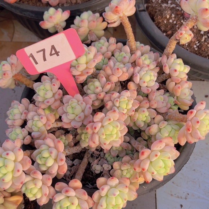 健健康康平平安安