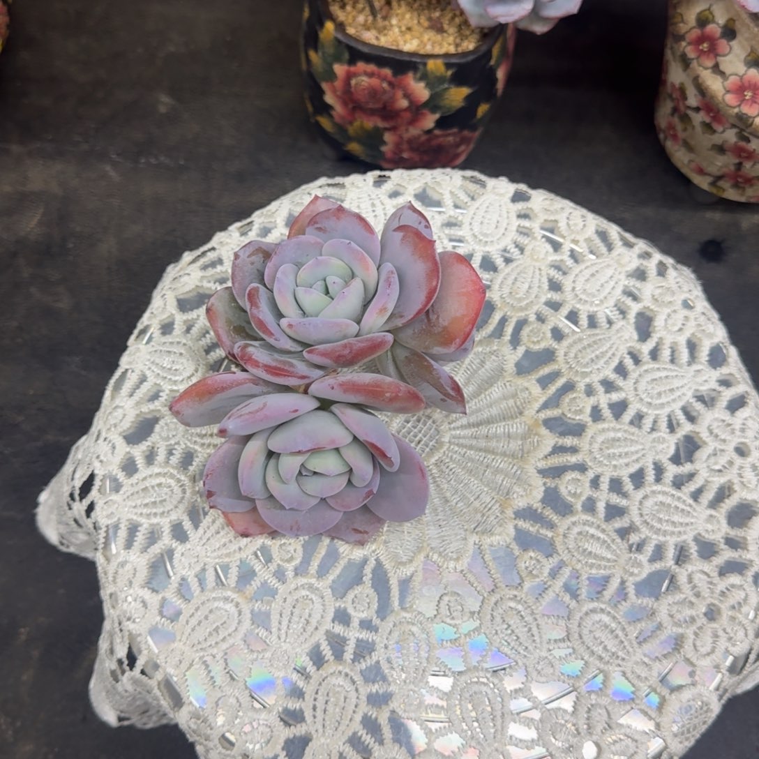 沫****一物一拍不退不换