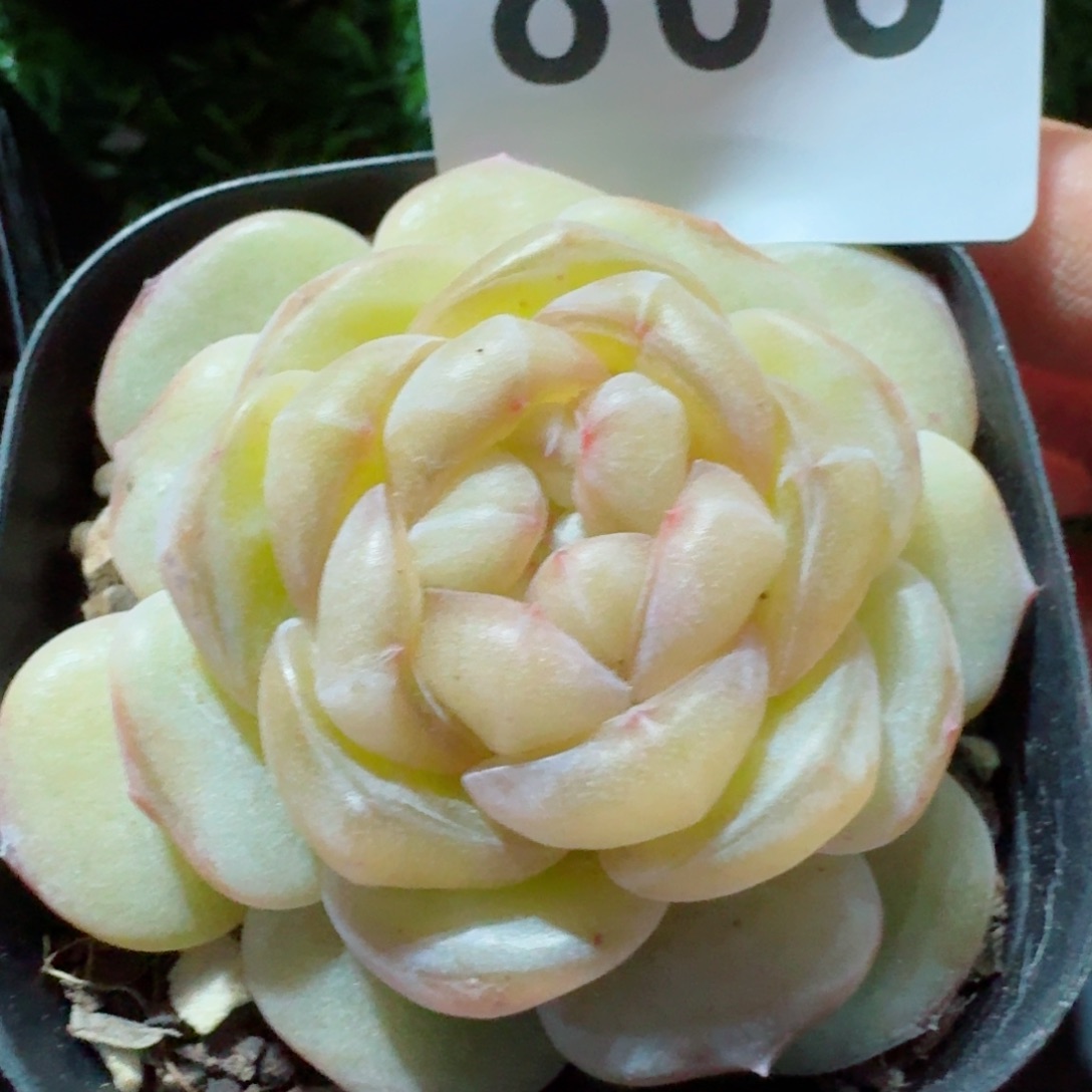 嫦娥         精品多肉