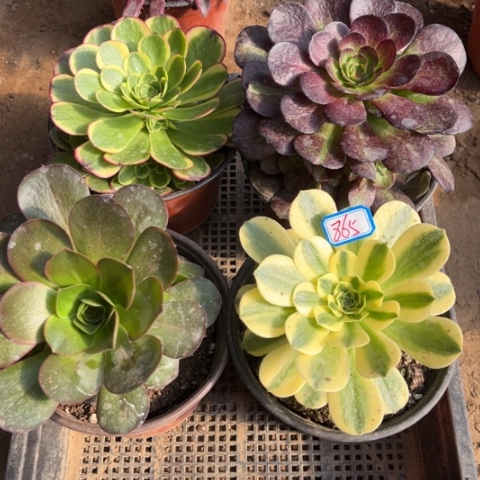 865多肉植物组合