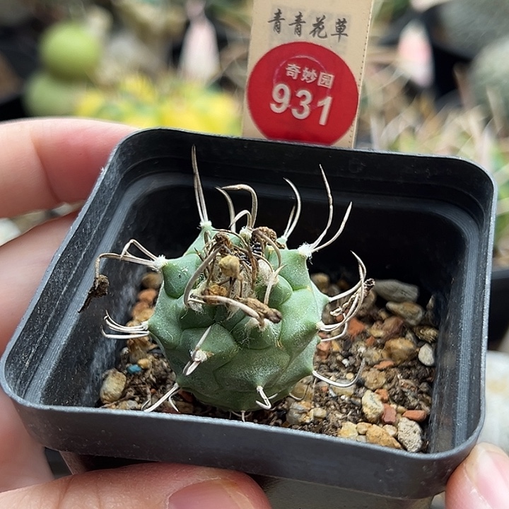实生优选长刺娇丽一棵仙人球