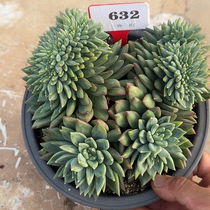 美人缀化632多肉植物