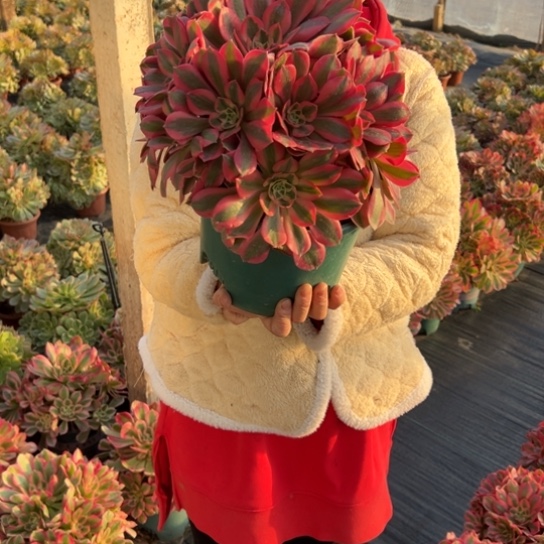 粉女妖一颗包邮福利2年桩