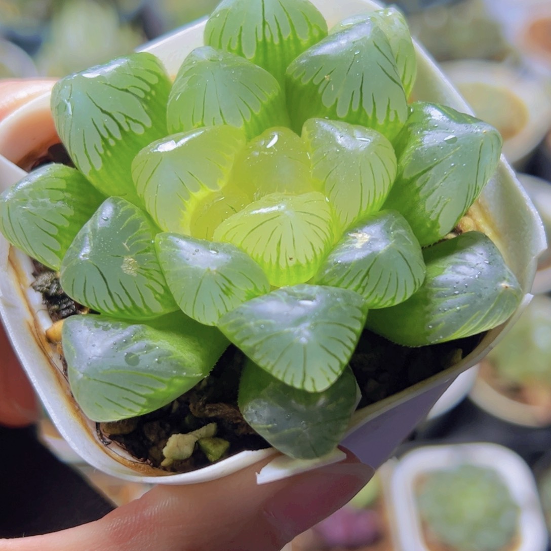 糖心玉露多肉多肉多肉