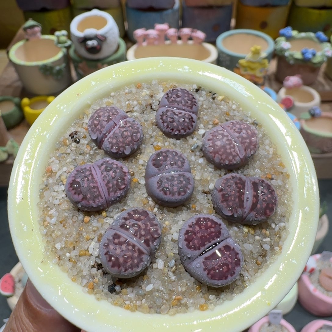 蘑菇1068紫李多肉植物