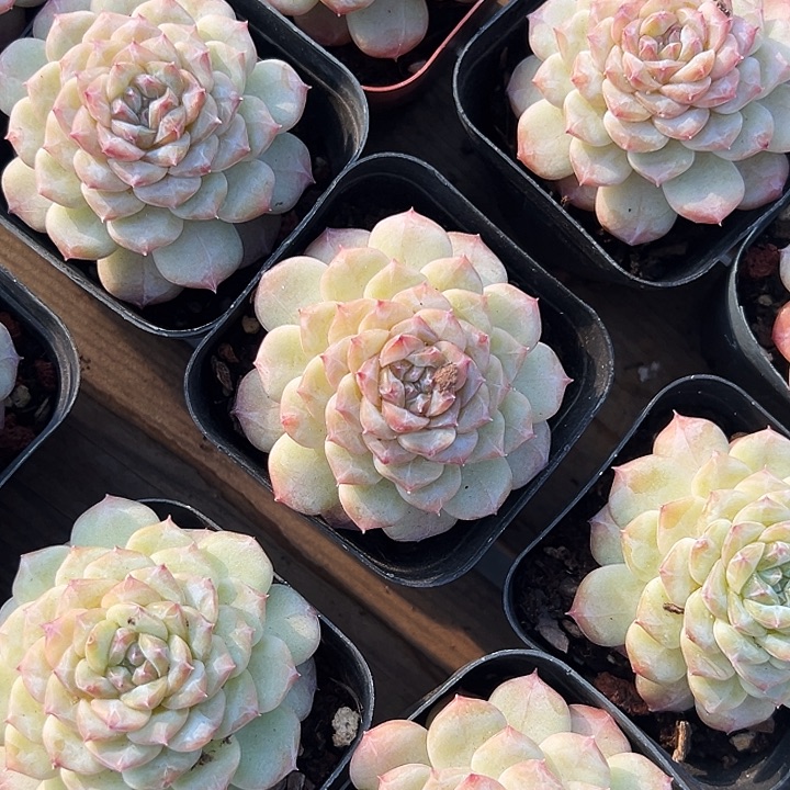 晴初          福利多多