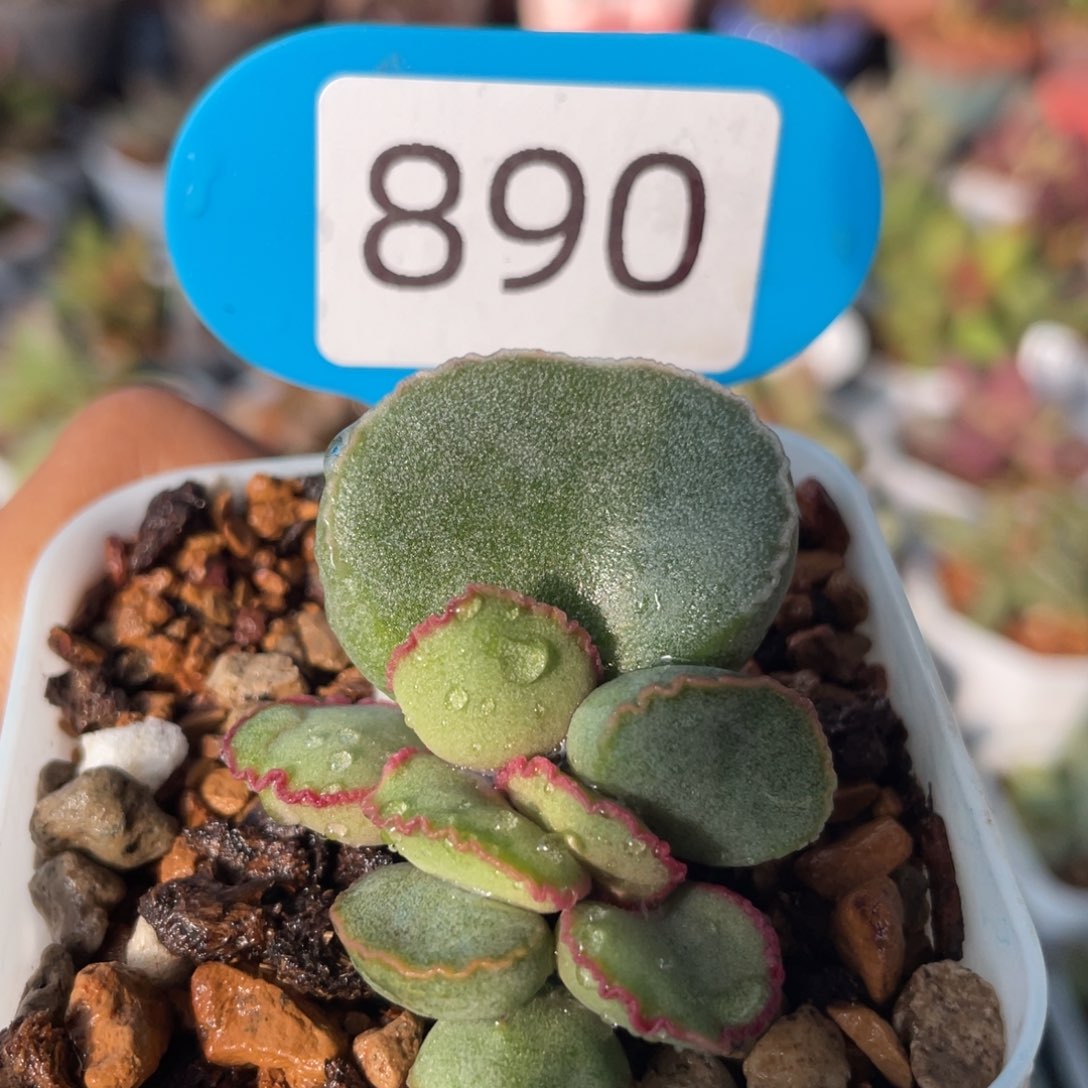       谷雨。        890