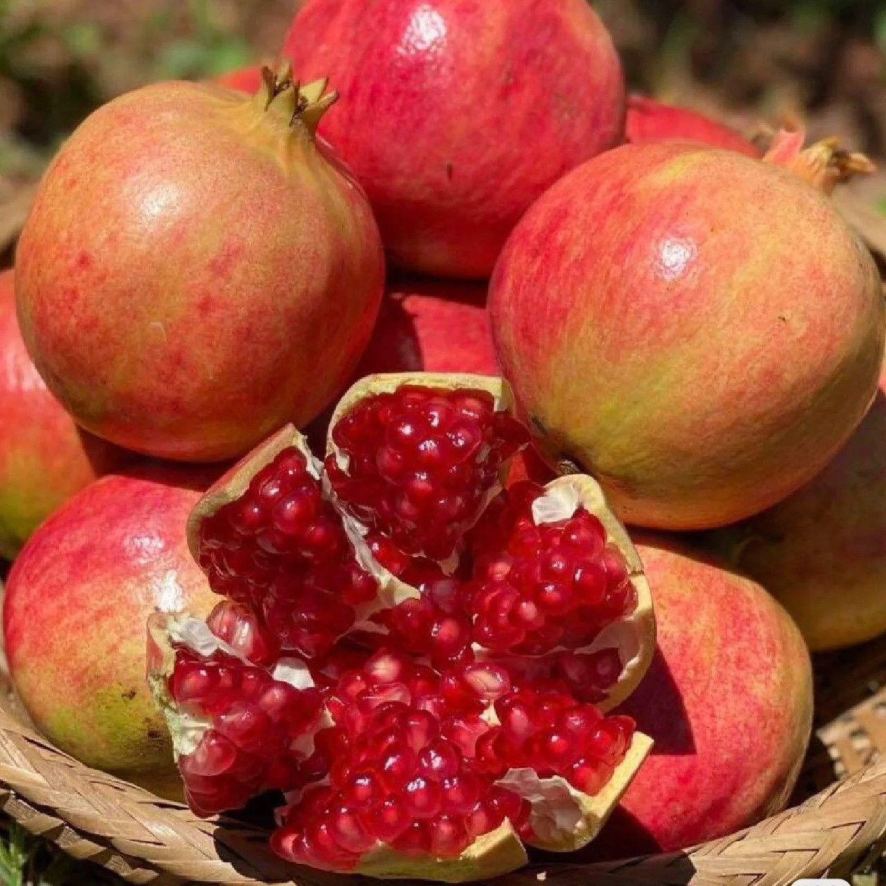 石榴 小果 产地陕西