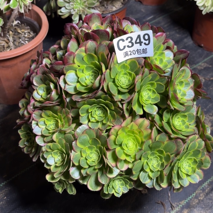 瑞妈一物一拍349不包断枝