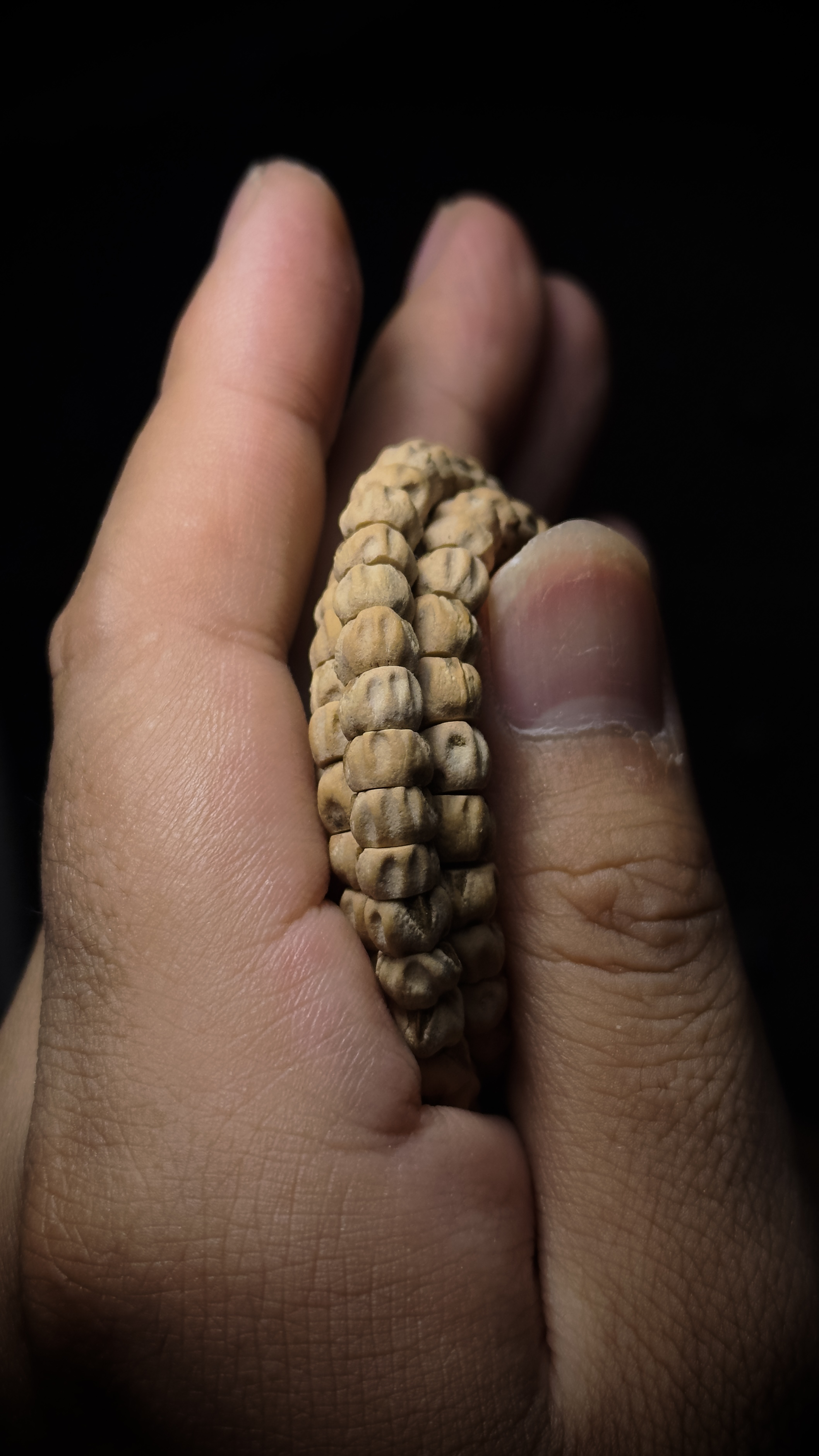 7.5➕【赤练蛇】热振黑牙斜切大肠