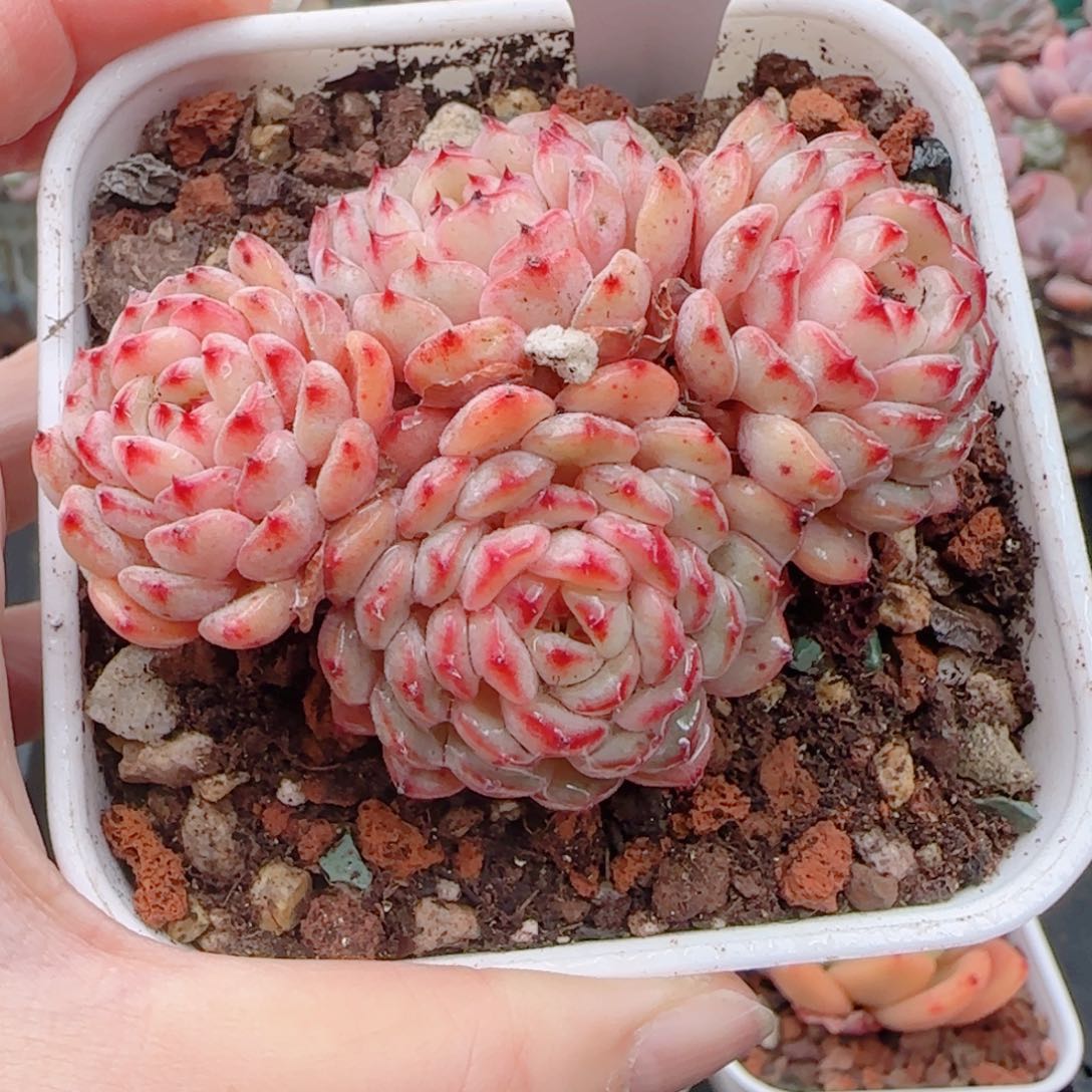 多肉植物8324…………….