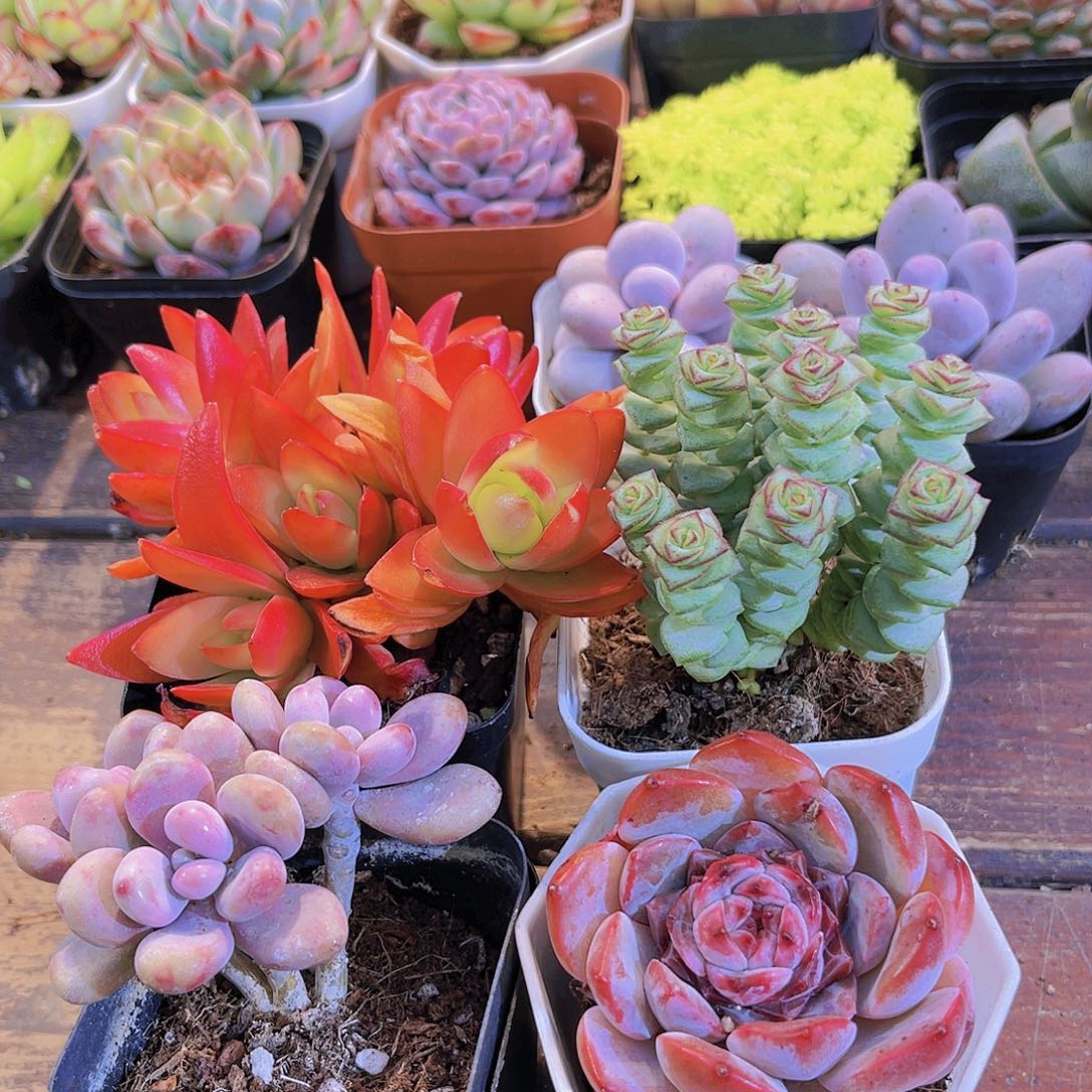 火祭群➕桃蛋➕唐心➕钱多多