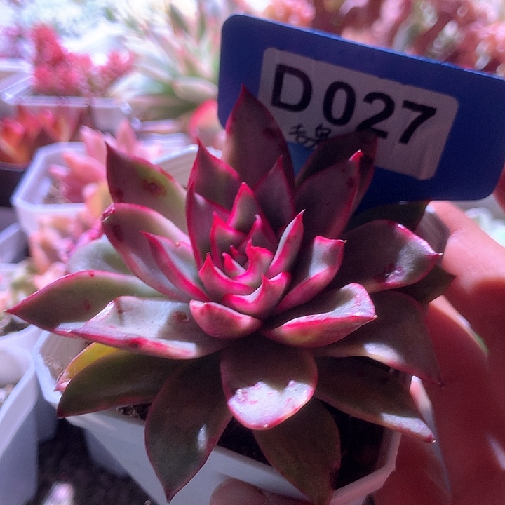 吉赛尔覆轮锦有根