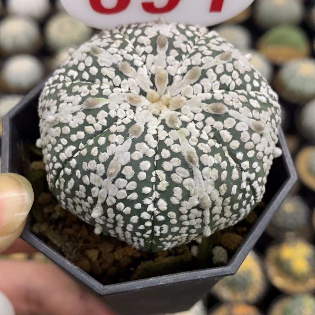 691海星浓白山川奇迹兜