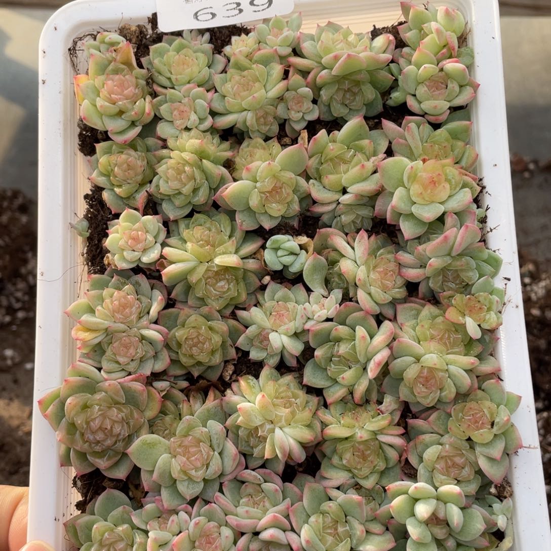 云糖心多肉植物639