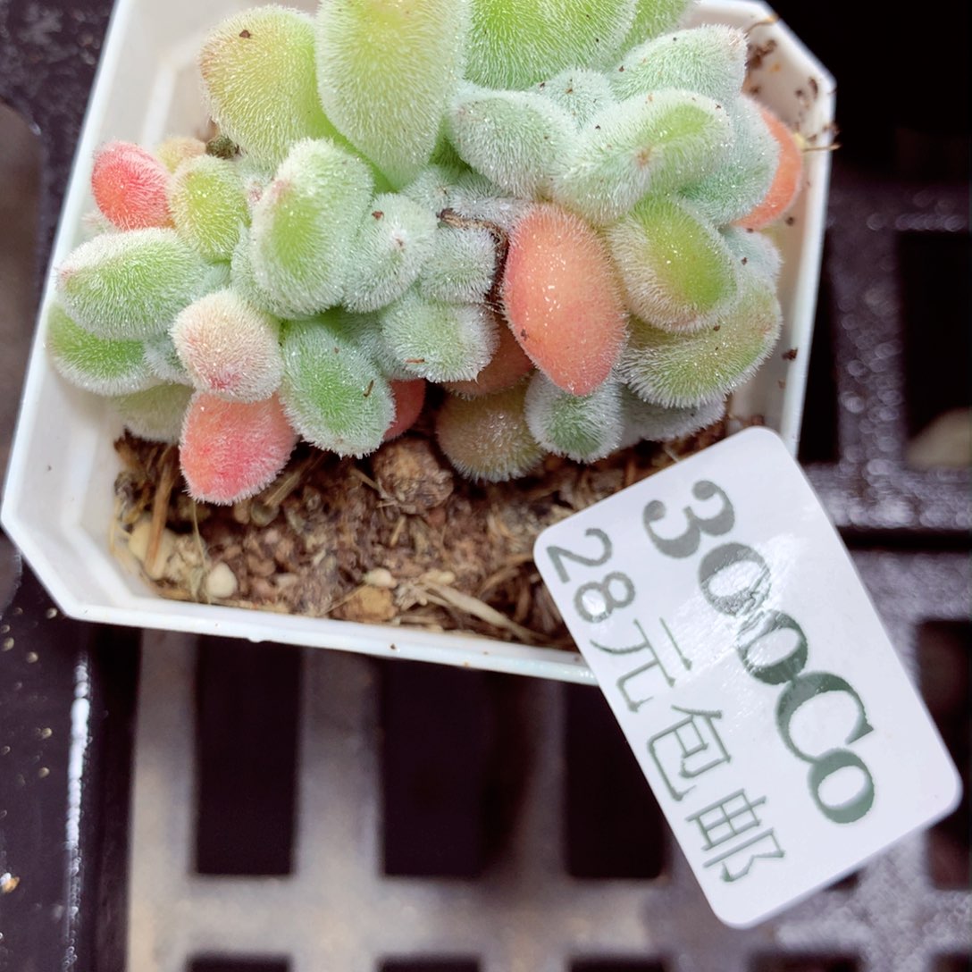 5厘米盆精控多肉300