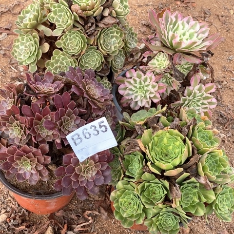 叶***子635四颗法师多肉植物