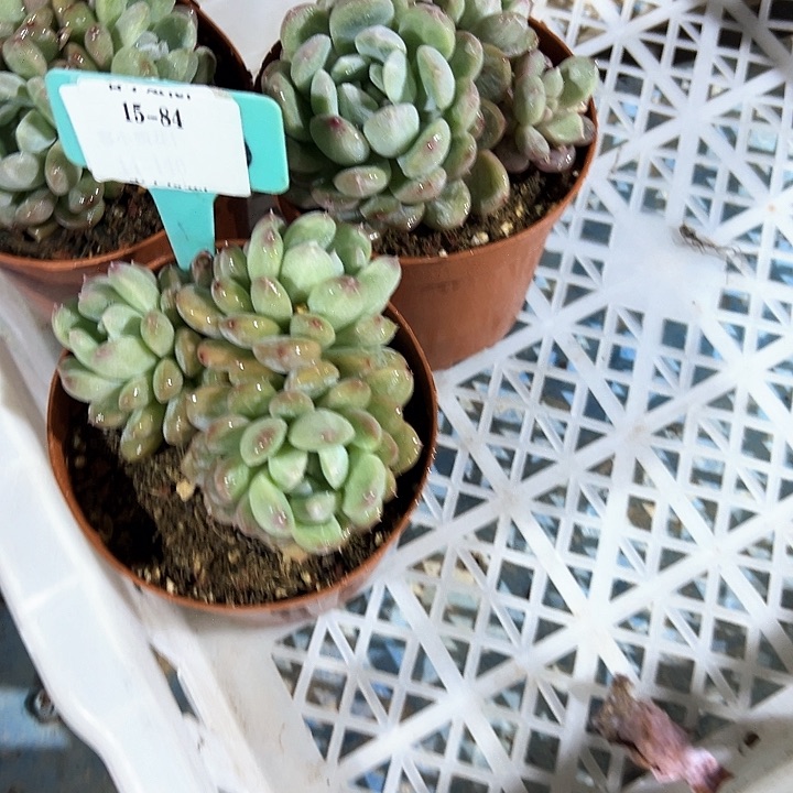 15.84百达一个脱土