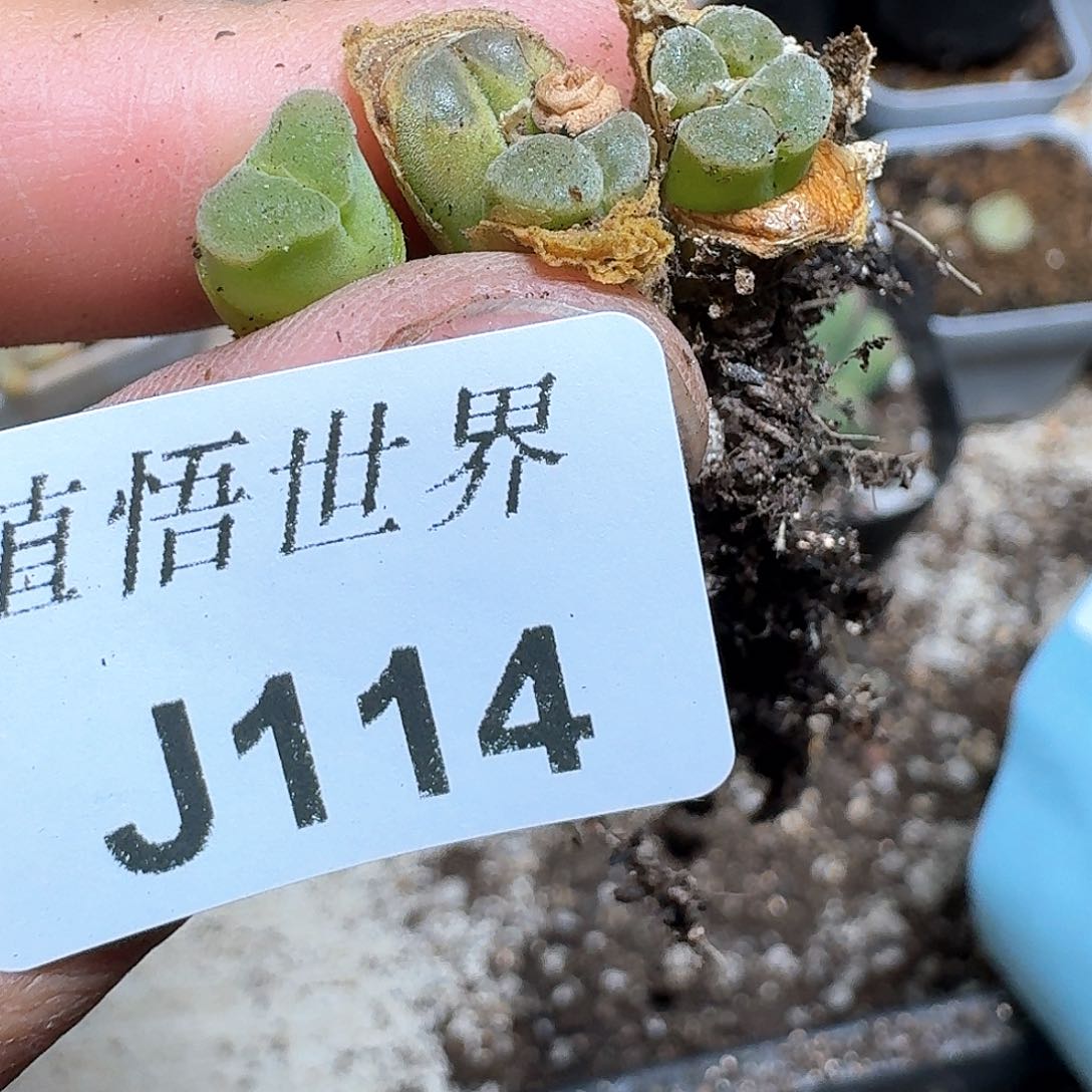 114）号多肉植物哇f g