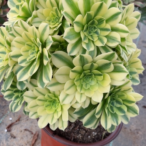 多肉植物金丝翡翠锦。