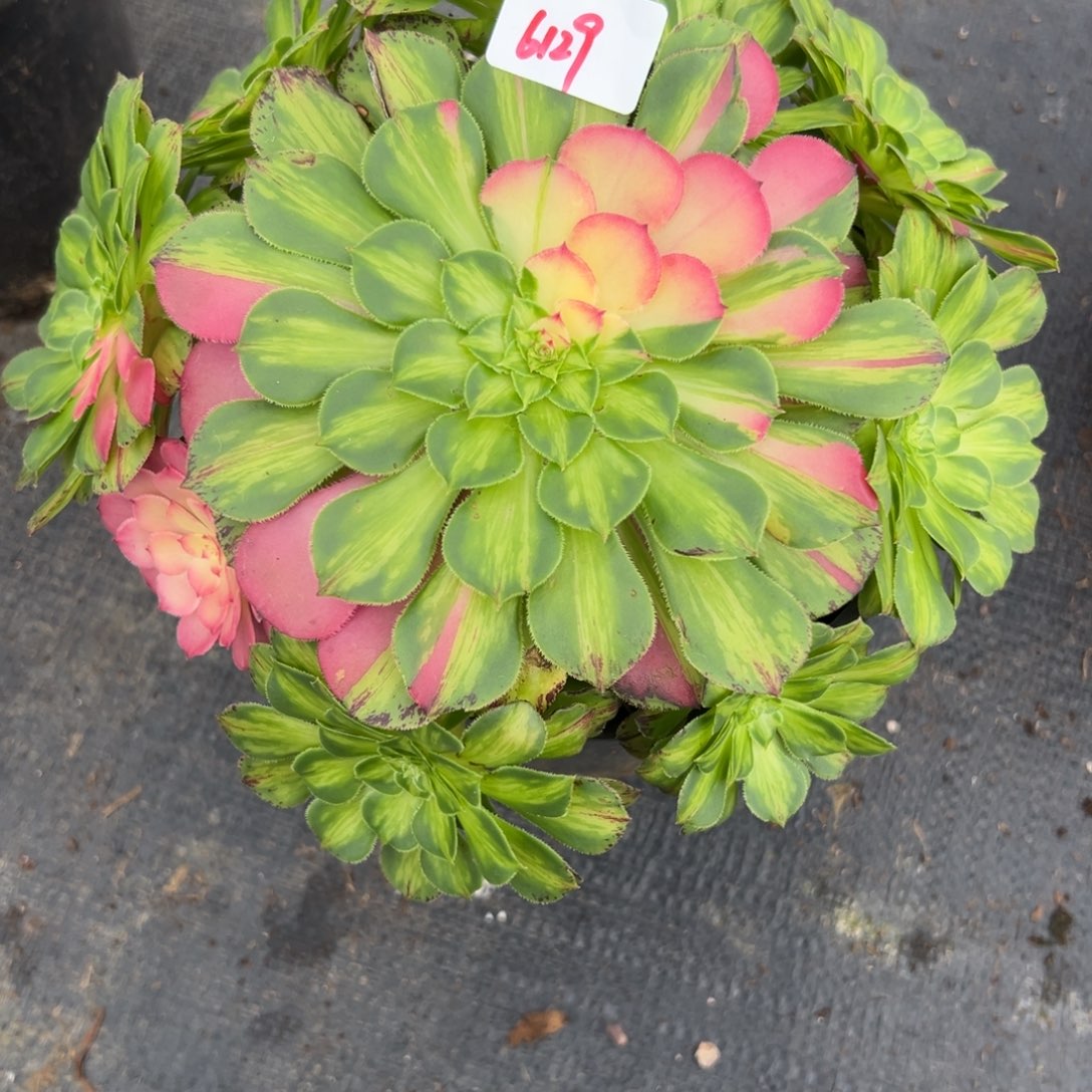 青**嫚6129知否多多肉多肉多肉