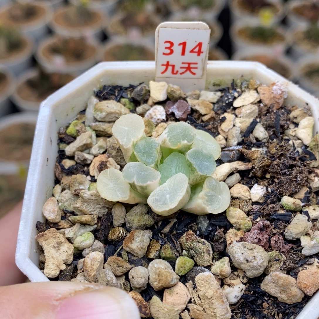 314号实生万象白锦