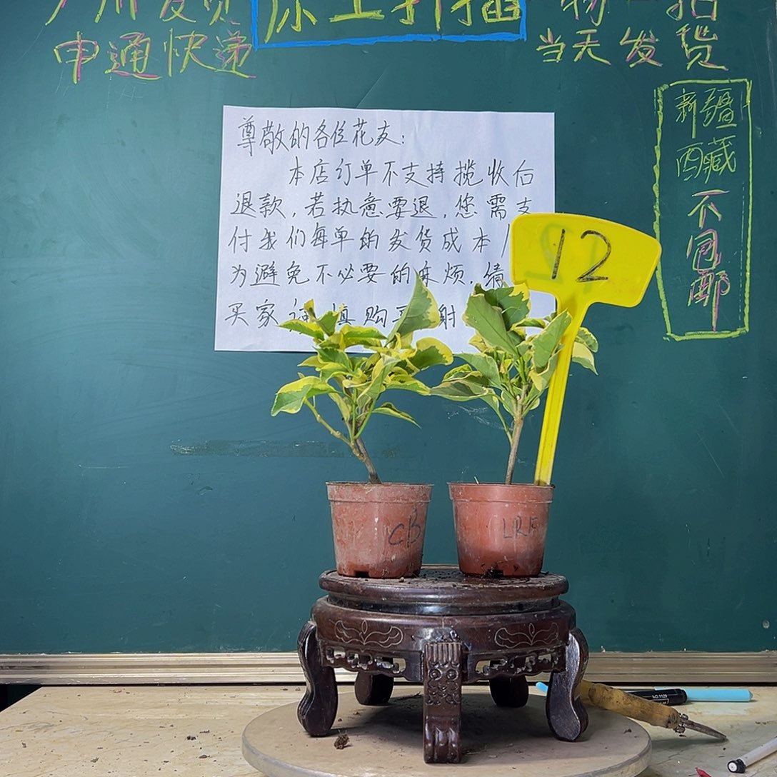 当前无花栽培后可以开花蜡染粉掌中宝 橙冰掌中宝 12