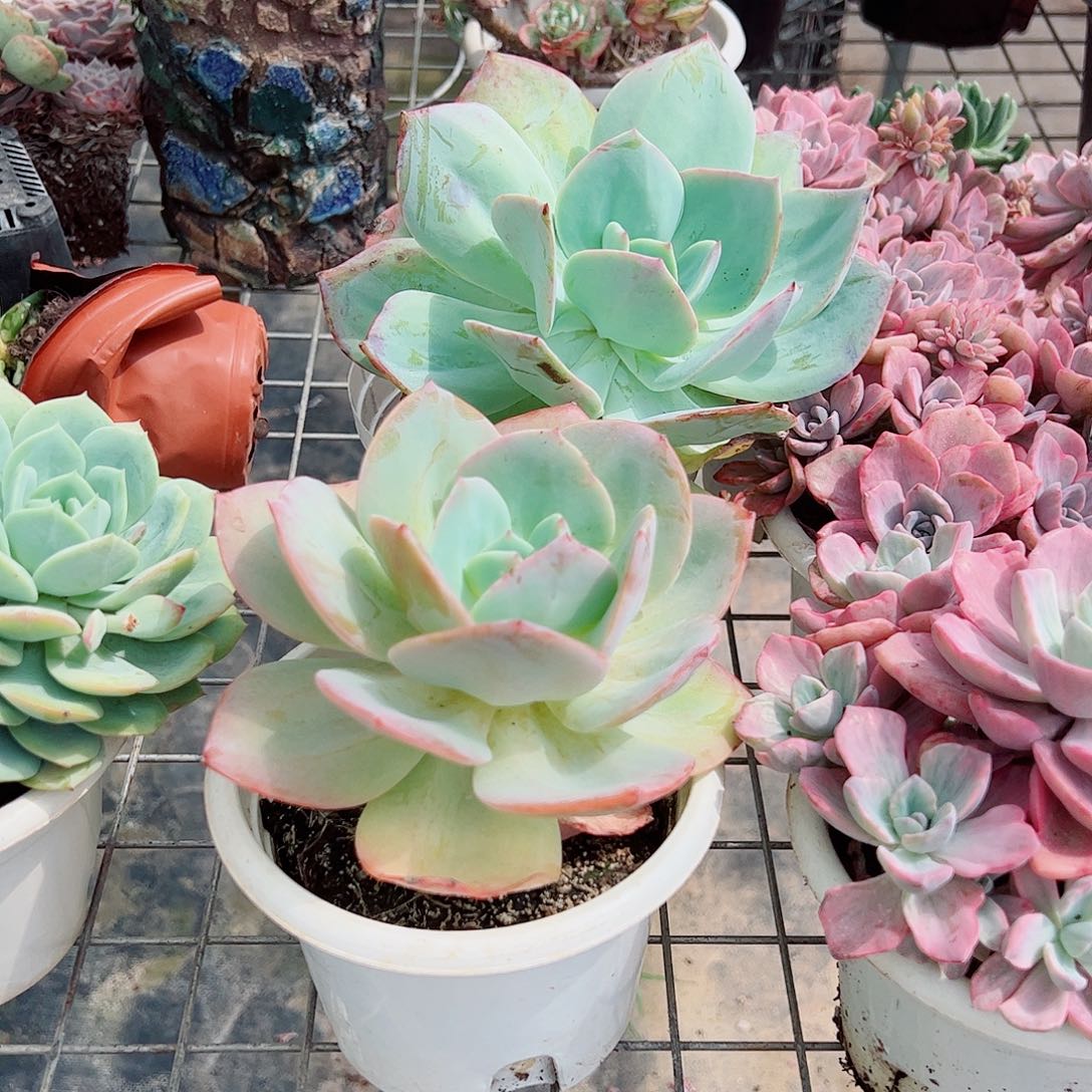白凤大单头老桩精品