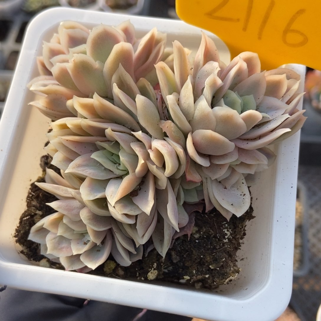 2116冰片锦多肉植物保护