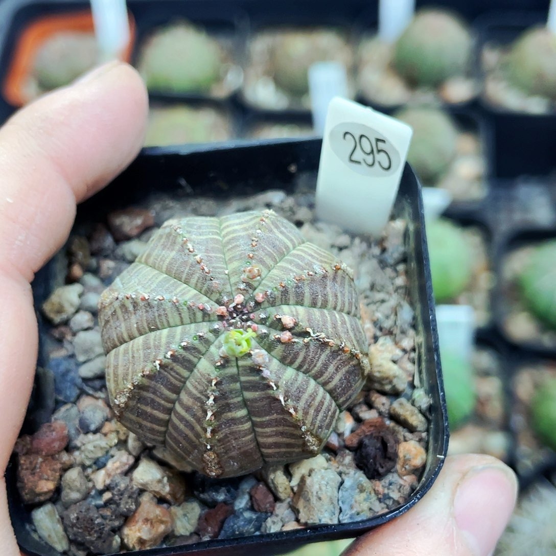 非偏远地区满25包邮仙人球