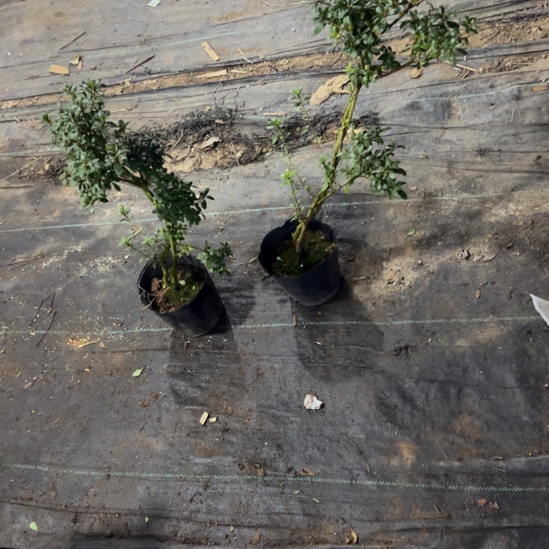 九***艺完全开放娟之舞杜鹃