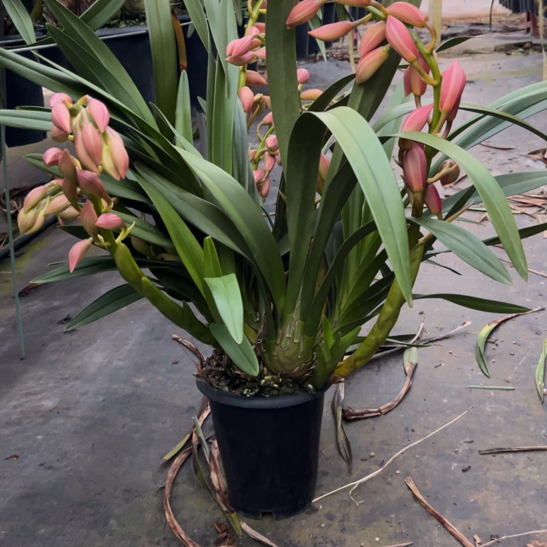 完全开放大花蕙兰粉和6支