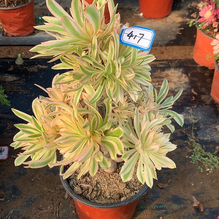 惜颜砍头朵朵不包损417