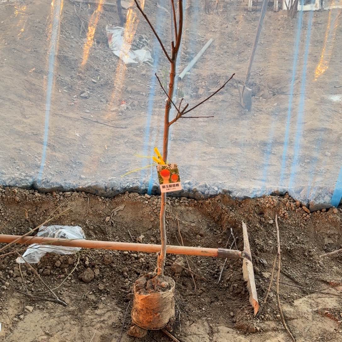 小***楠当前无花栽培后可以开花