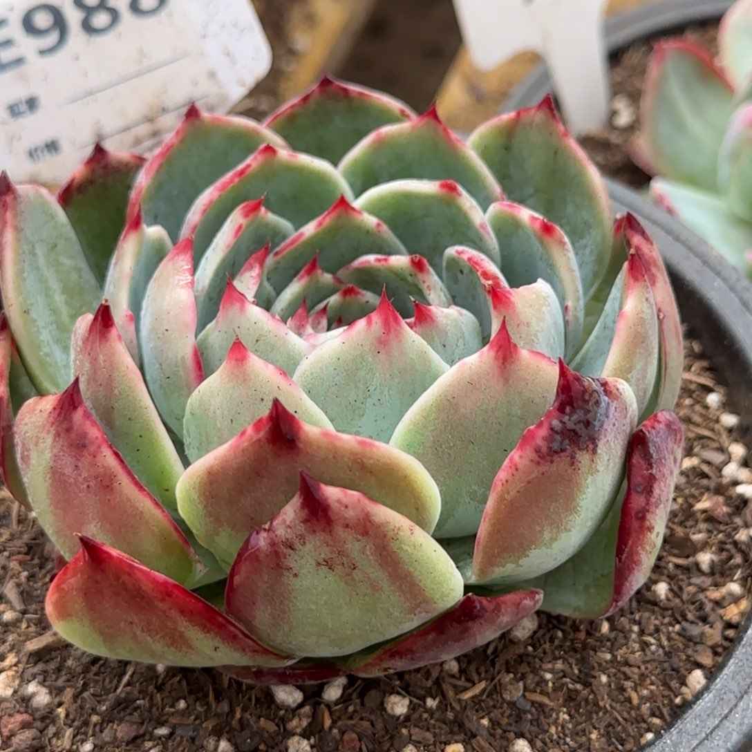 惊鸿一物一拍包装收缩花旱988