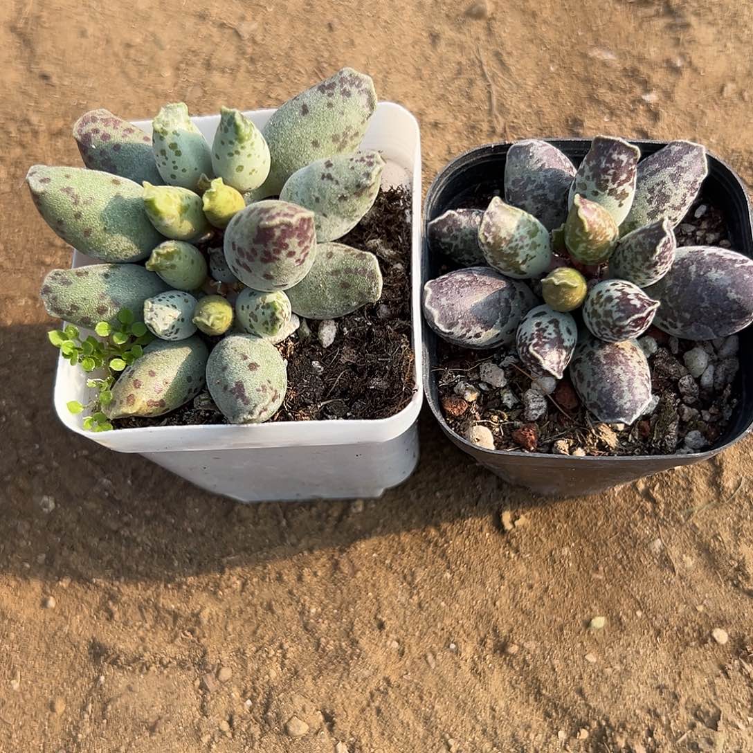 多肉植物两颗海豹