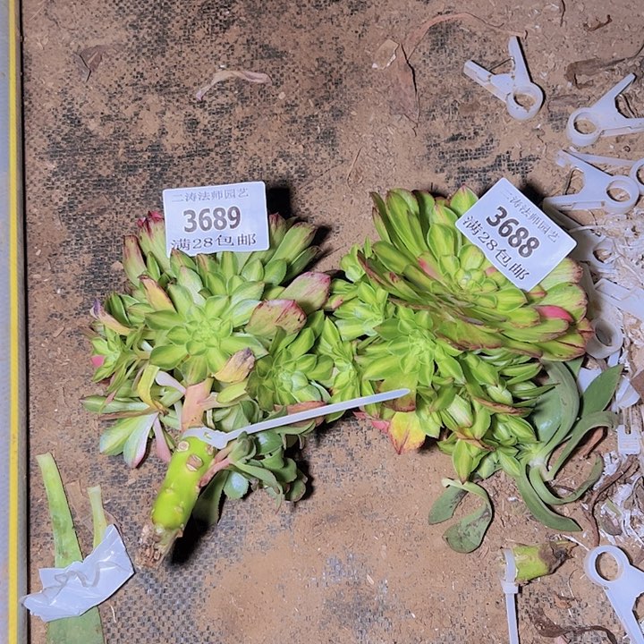 极**魂3676.86.88.89四颗知否多肉植物无根