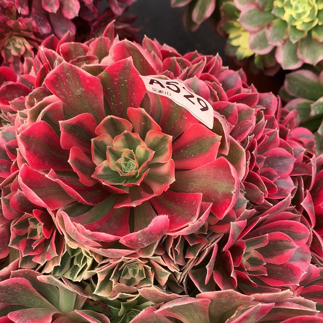 完全开放529红粉佳法师图片多肉植物