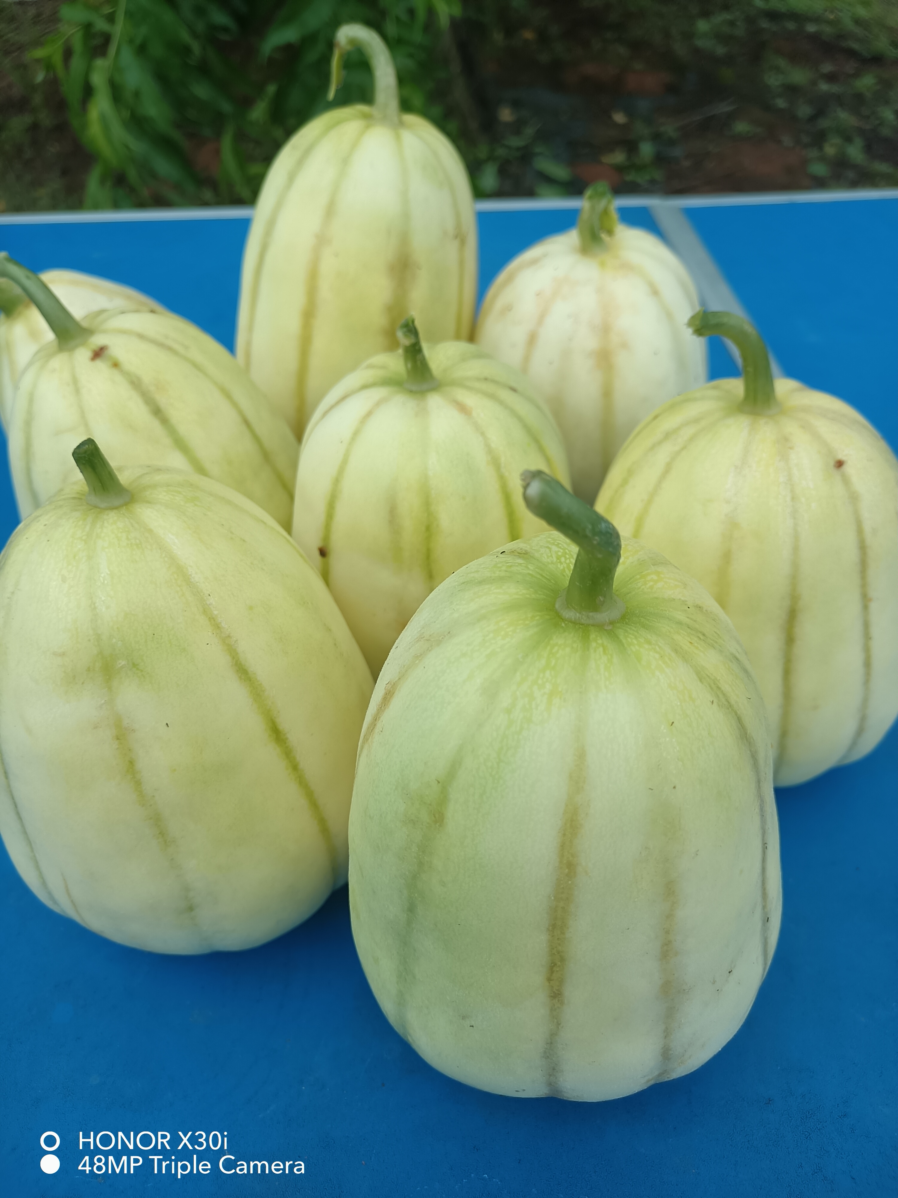 【京东包邮】永新高桥金瓜特产香甜可口现摘现发香瓜