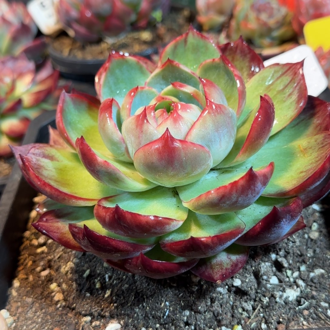 惊鸿一物一拍包装收缩花旱345