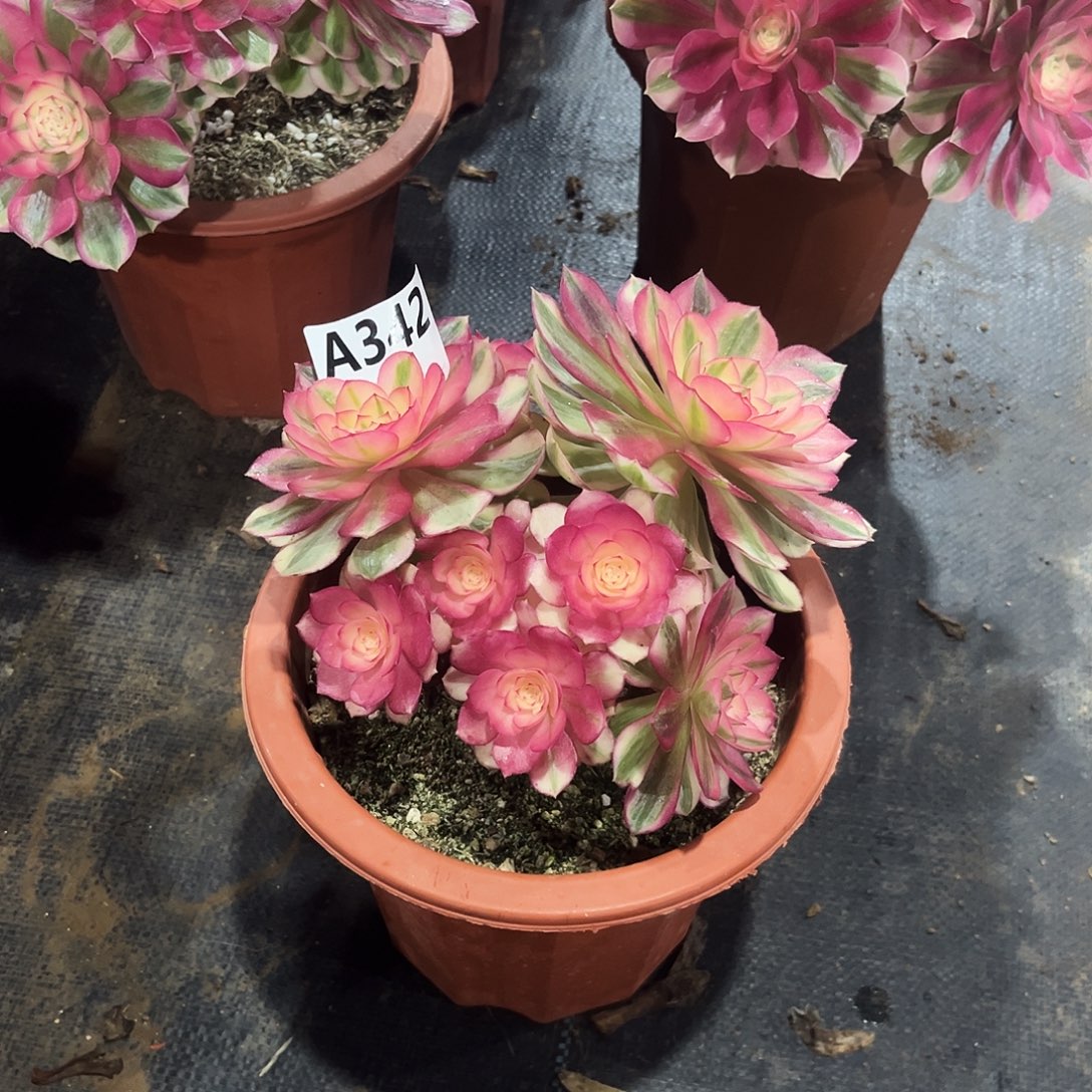 从林倾城342多肉多肉