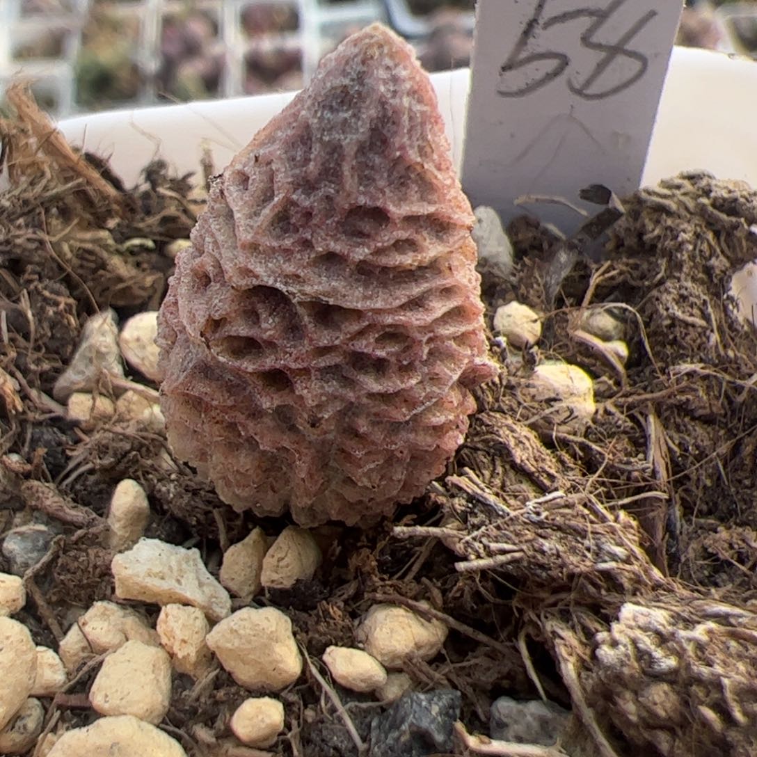 倒刺融化纹冰激凌多肉植物水泡